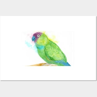 Watercolor nanday parakeet portrait - bird painting Posters and Art